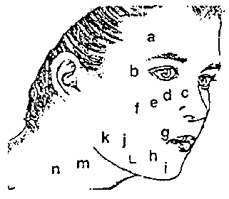 Know Your Primary Facial Muscles (Diagram)