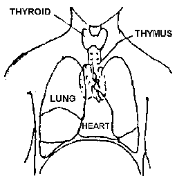 Thymus Diagram
